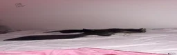Mixed Breed cats for sale: Kittens looking for a forever home  - Advert 7