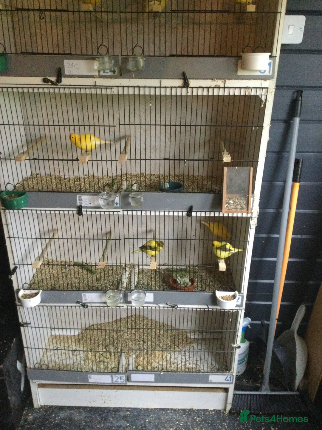 Canaries birds for sale: Canaries - Image 4