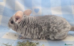 Chinchilla rodents for sale: Baby Chinchillas  - Image 11