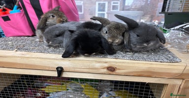 Mini Lop rabbits Multiple Litters of BRC rung baby Minilops  - Advert 4