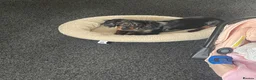 Miniature Dachshund dogs for sale: miniature dachshund  in Yarm - Advert 2