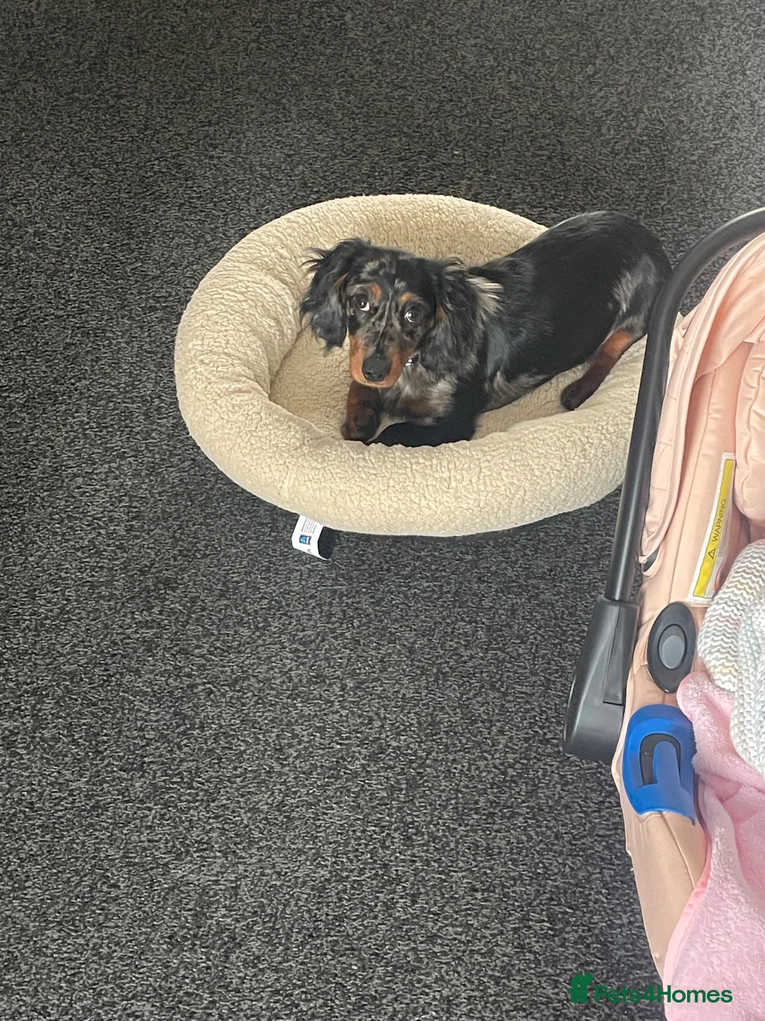 Miniature Dachshund dogs for sale: miniature dachshund  in Yarm - Advert 2
