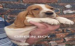 Basset Hound dogs for sale: KC BASSET HOUND PUPPIES, HEALTH TESTED PARENTS  - Image 5