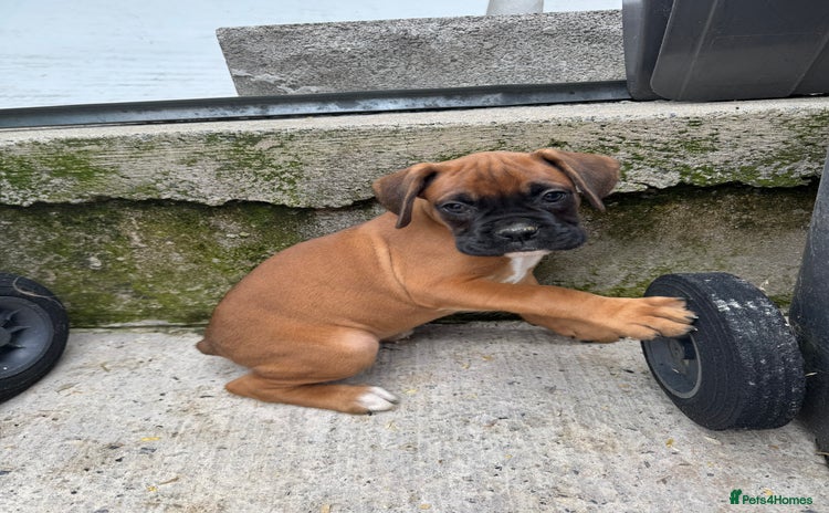 Boxer dogs - Advert 2