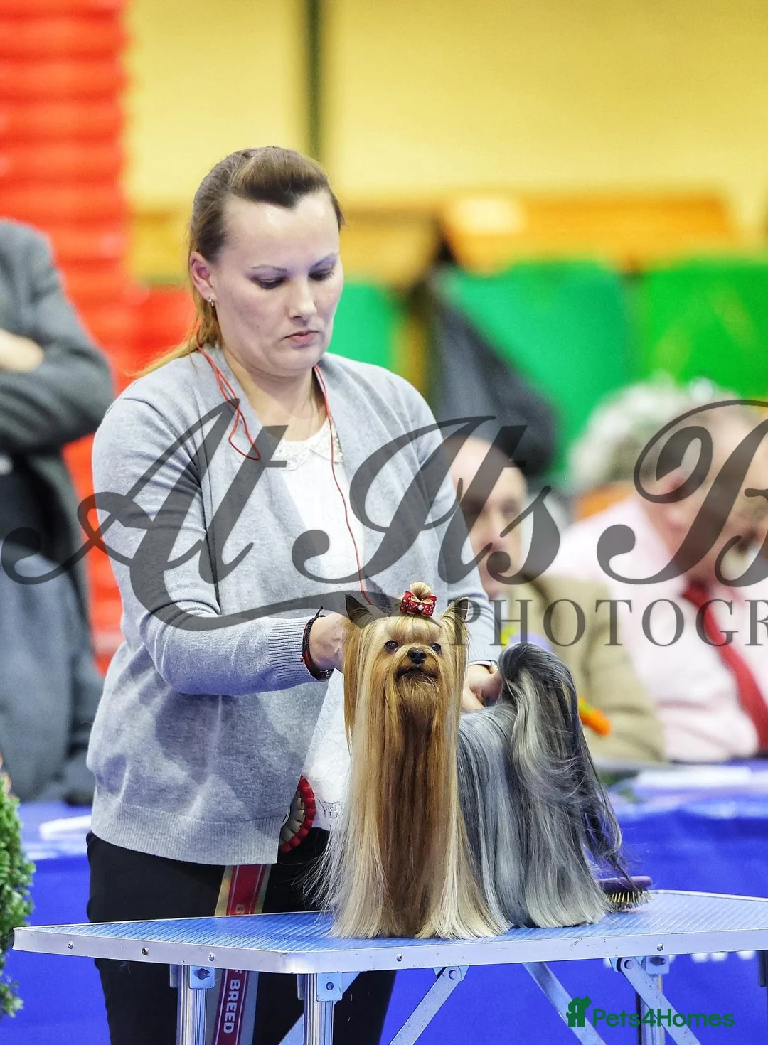 Yorkshire Terrier dogs for stud: Stunning UK champion small stud dog DNA tested in Rotherham - Advert 9