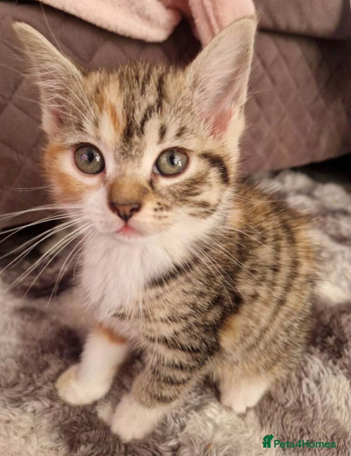 Mixed Breed cats Mixed tabby female kitten  - Advert 5