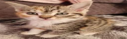 Mixed Breed cats for sale: Mixed tabby female kitten  in Sheffield - Advert 1