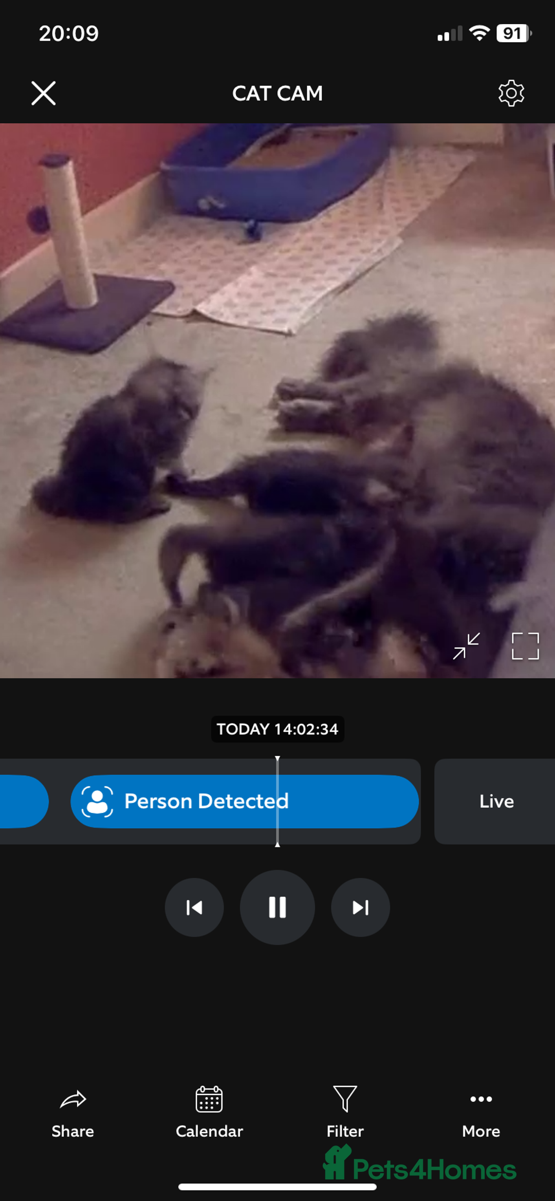 Maine Coon cats for sale: Ready Now Maine Coon kittens - Image 30