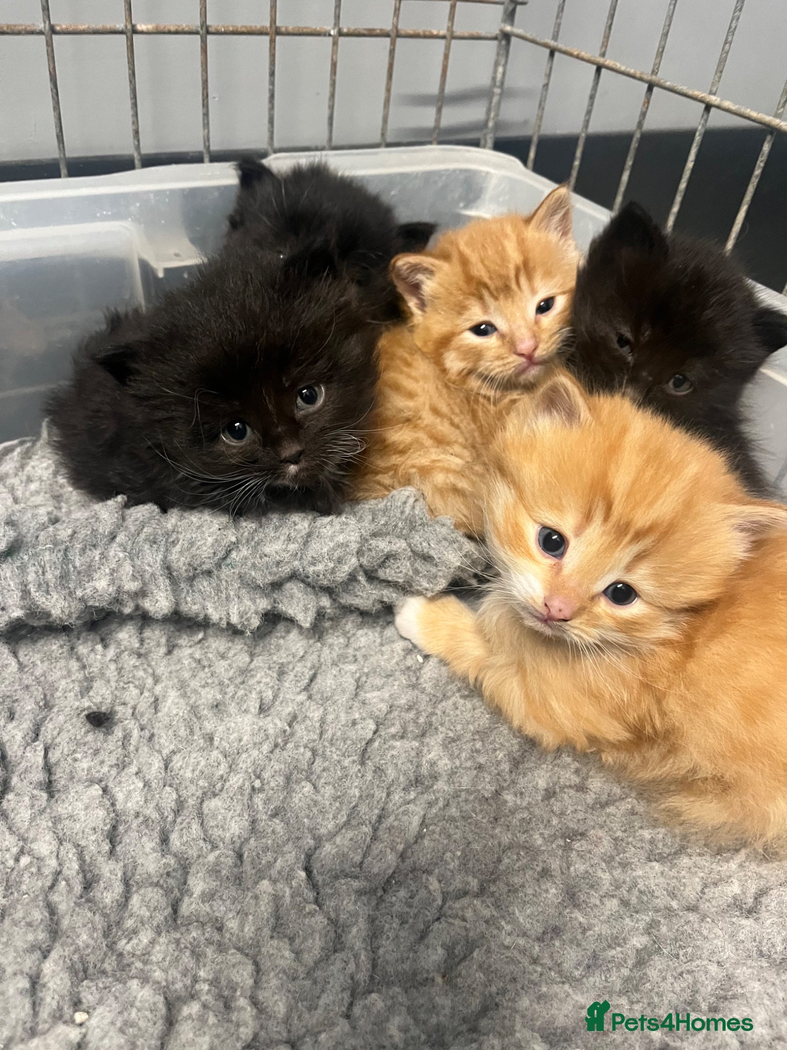 Mixed Breed cats Gorgeous litter of kittens  - Advert 18