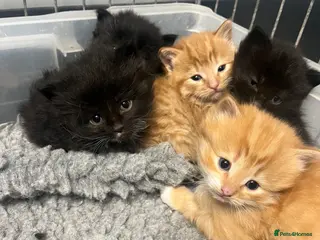 Mixed Breed cats Gorgeous litter of kittens - Advert 18