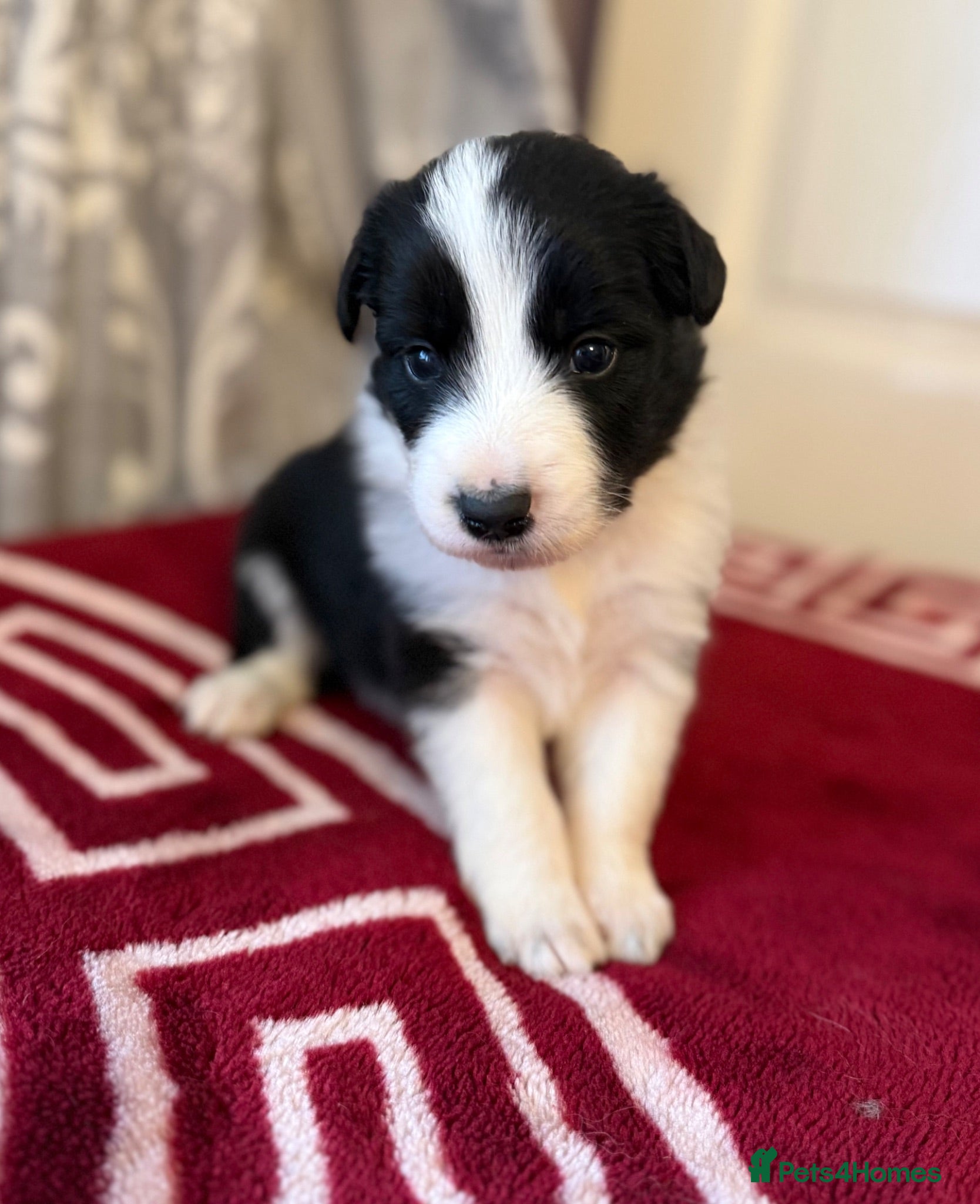 Border Collie dogs Beautiful Border Collie pups.  - Advert 2