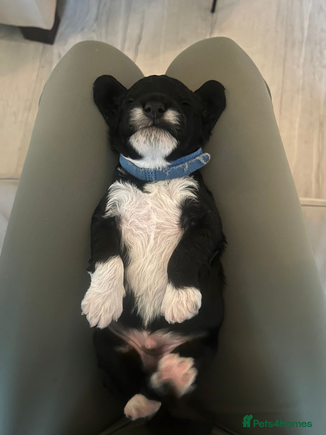 Cockapoo dogs for sale: F1 Cockapoo Puppies – 6 Newborn Pups - Advert 6