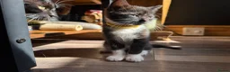 Mixed Breed cats for sale: Beautiful kittens  in Manchester - Advert 14