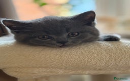 British Shorthair cats for sale: Gorgeous 2 boys  - Image 2