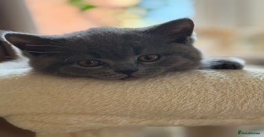 British Shorthair cats - Advert 2