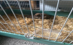 Mini Lop rabbits for sale: Two lovely girl mini lop rabbits for sale - Image 1