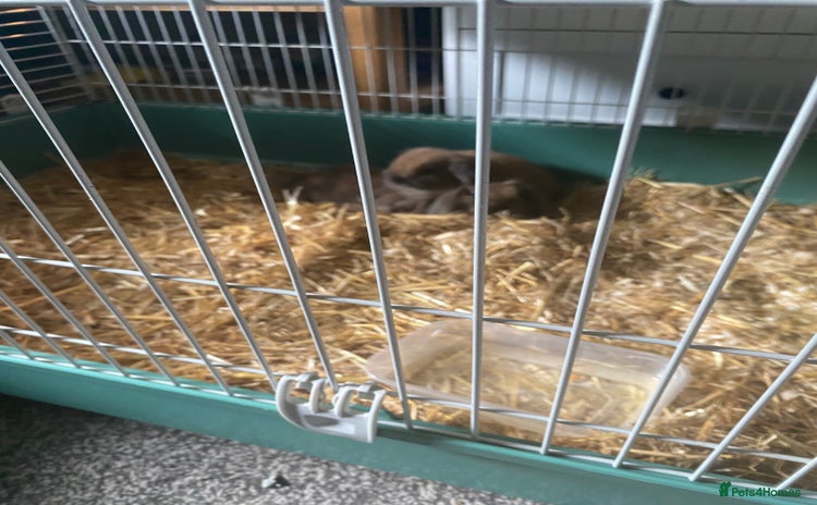 Mini Lop rabbits - Advert 4
