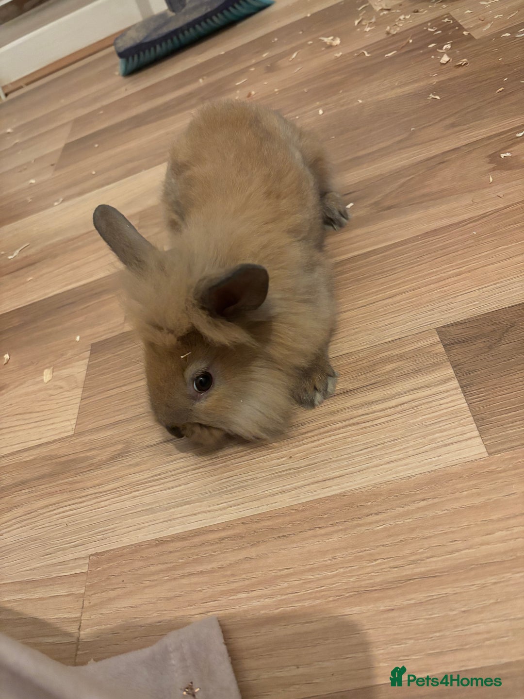 Lionhead rabbits for sale: Baby lionhead rabbits  - Advert 8
