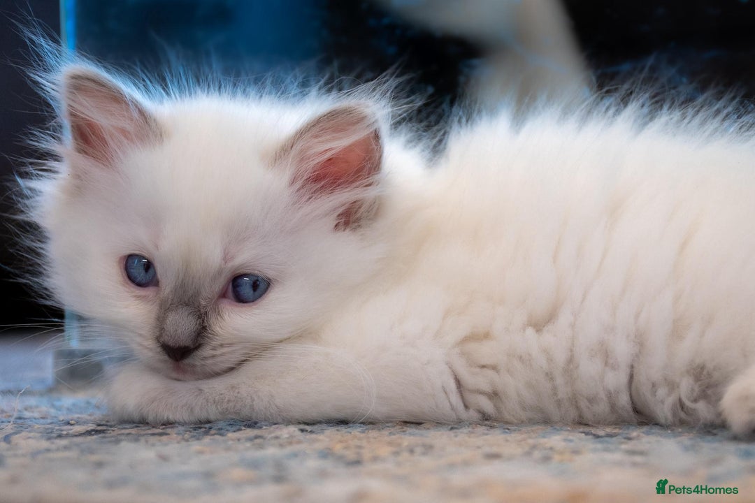 Ragdoll cats for sale: Ready Now GCCF Ragdoll Kittens Irresistibly Cuddly - Image 10