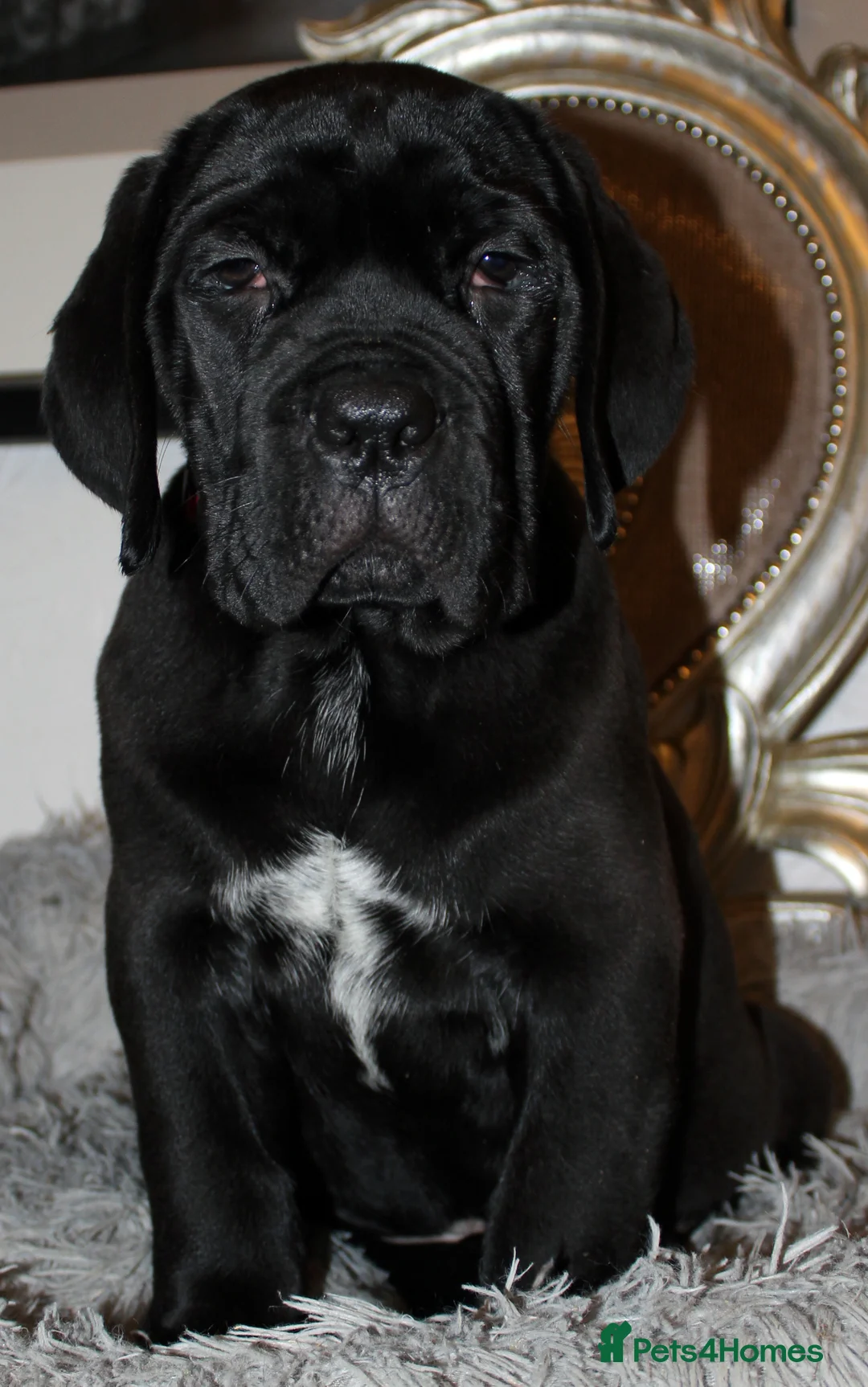 Cane Corso dogs for sale: PRICE DOWN, 1 BOY 2 GIRLS LEFT - Advert 2