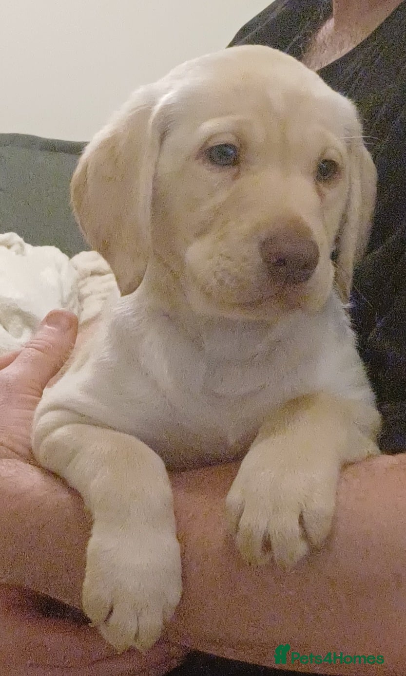 Labrador Retriever dogs READY TO LEAVE 🐶 🐾 only 3 girls left - Advert 6