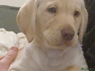 Labrador Retriever dogs READY TO LEAVE 🐶 🐾 only 3 girls left - Advert 6