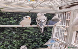 Budgerigars birds for sale: Baby budgies and starter cage  - Image 10