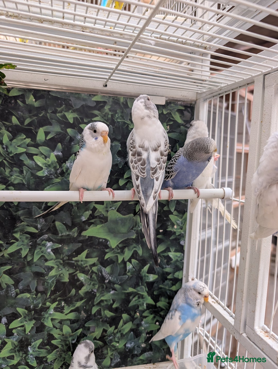 Budgerigars birds for sale: Baby budgies and starter cage  - Image 10