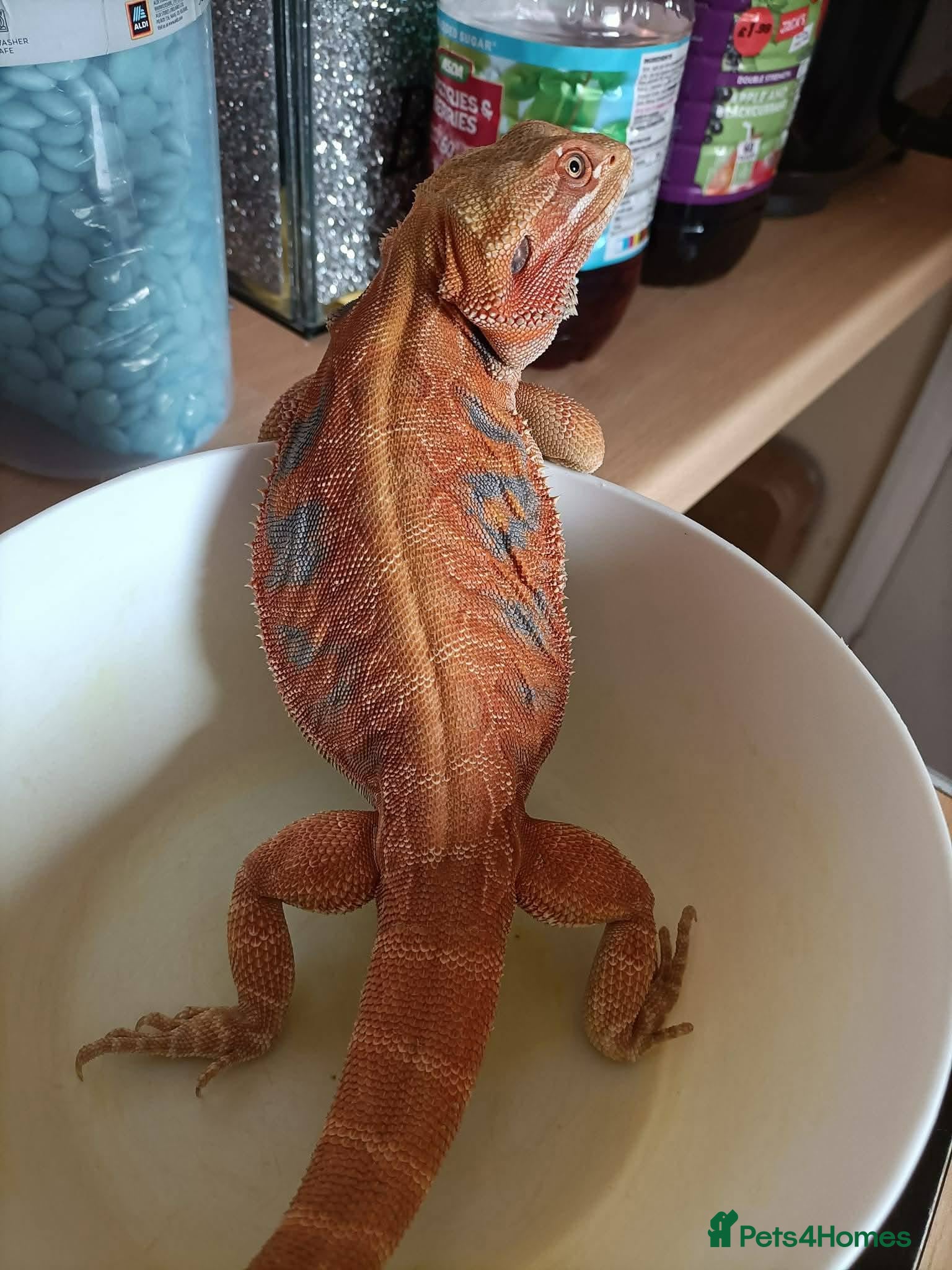 Bearded Dragon reptiles Female Hypo Poss Het Trans Bluebar leatherback  - Advert 1