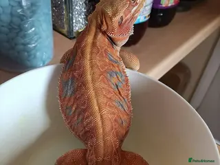 Bearded Dragon reptiles Female Hypo Poss Het Trans Bluebar leatherback - Advert 1