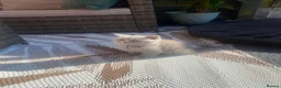 British Shorthair cats for sale: British short hair kittens for sale - Advert 12