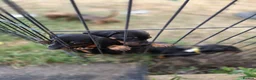 Dachshund dogs for sale: 4 MINIATURE DASCHOUNDS LEFT  - Advert 11