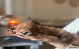 Cavapoo dogs for sale: Red Toy cavapoo puppies - Image 6