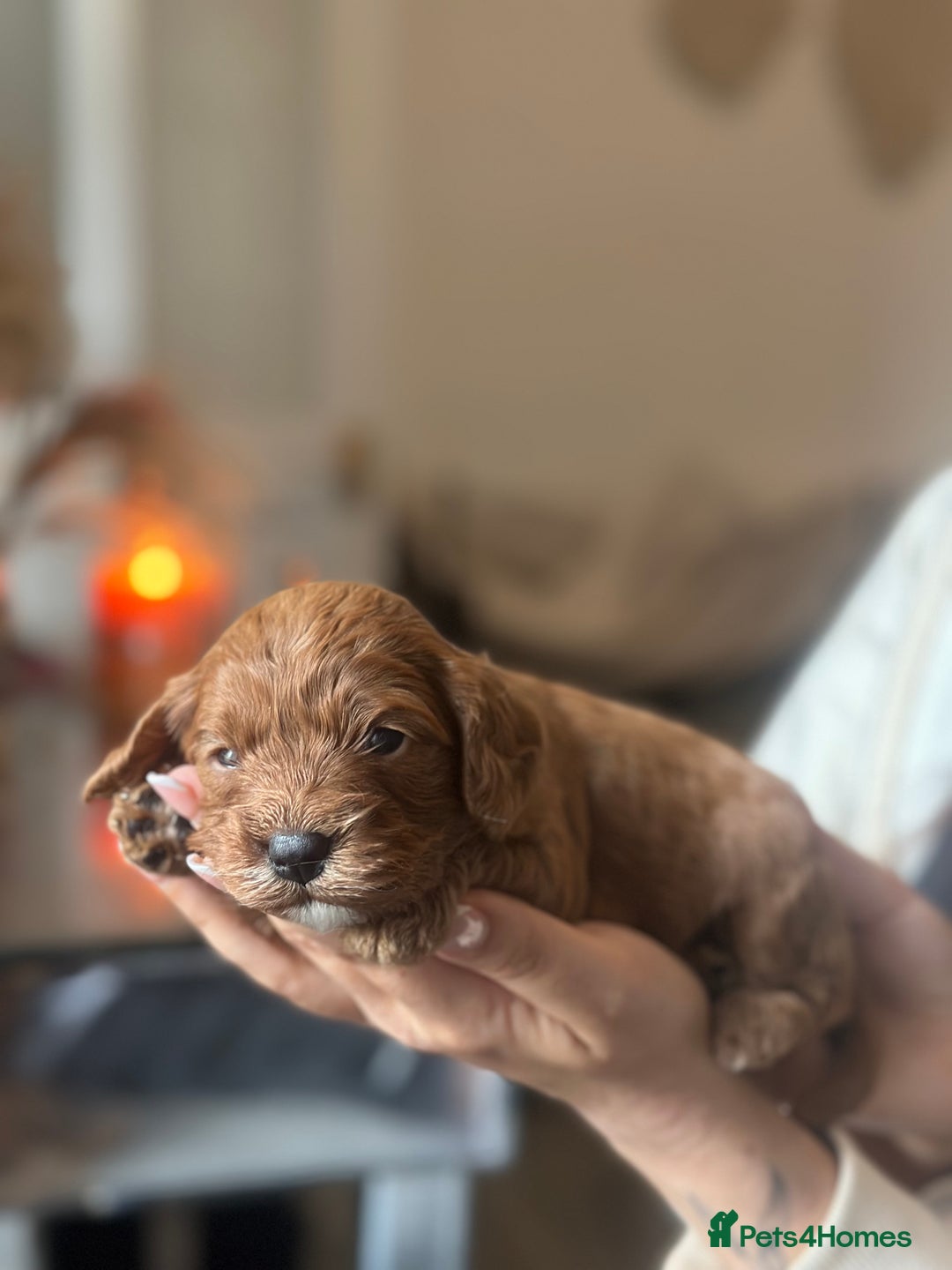 Cavapoo dogs for sale: Red Toy cavapoo puppies - Image 6