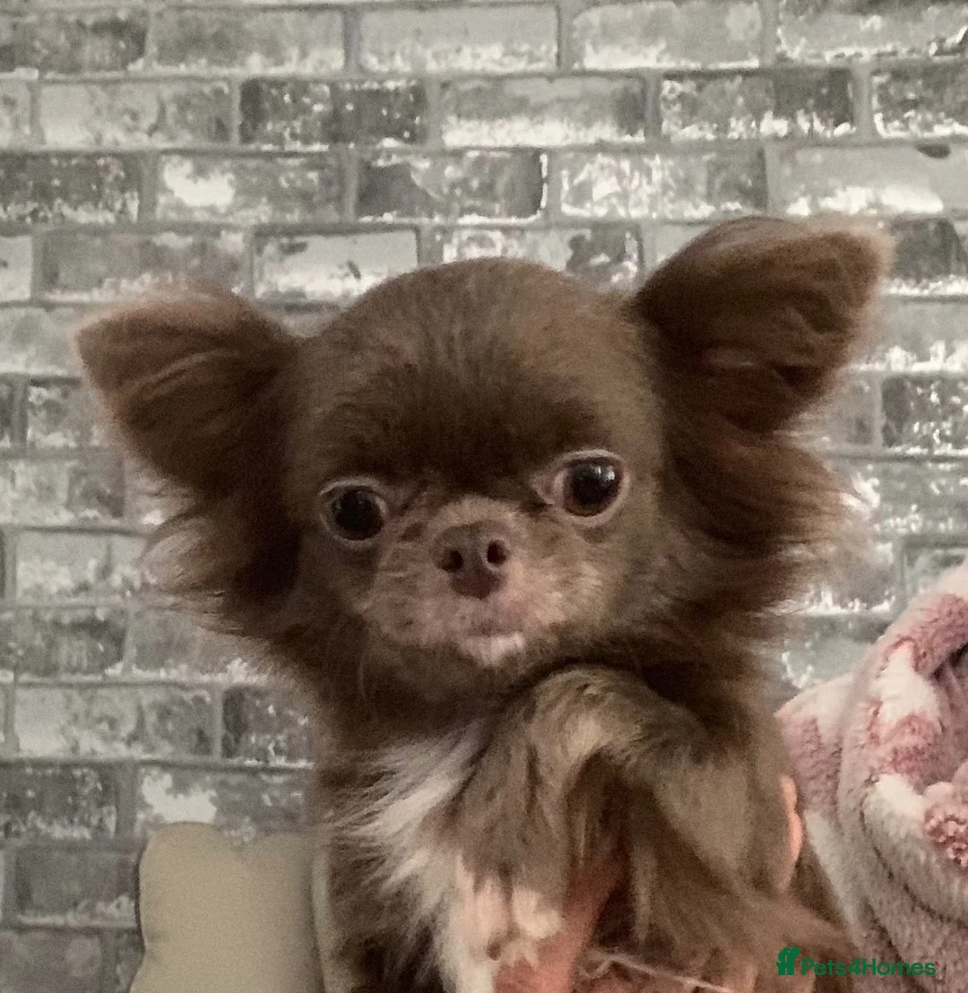 Chihuahua dogs for sale: BEAUTIFUL LILAC LONGCOAT GIRL - Advert 7