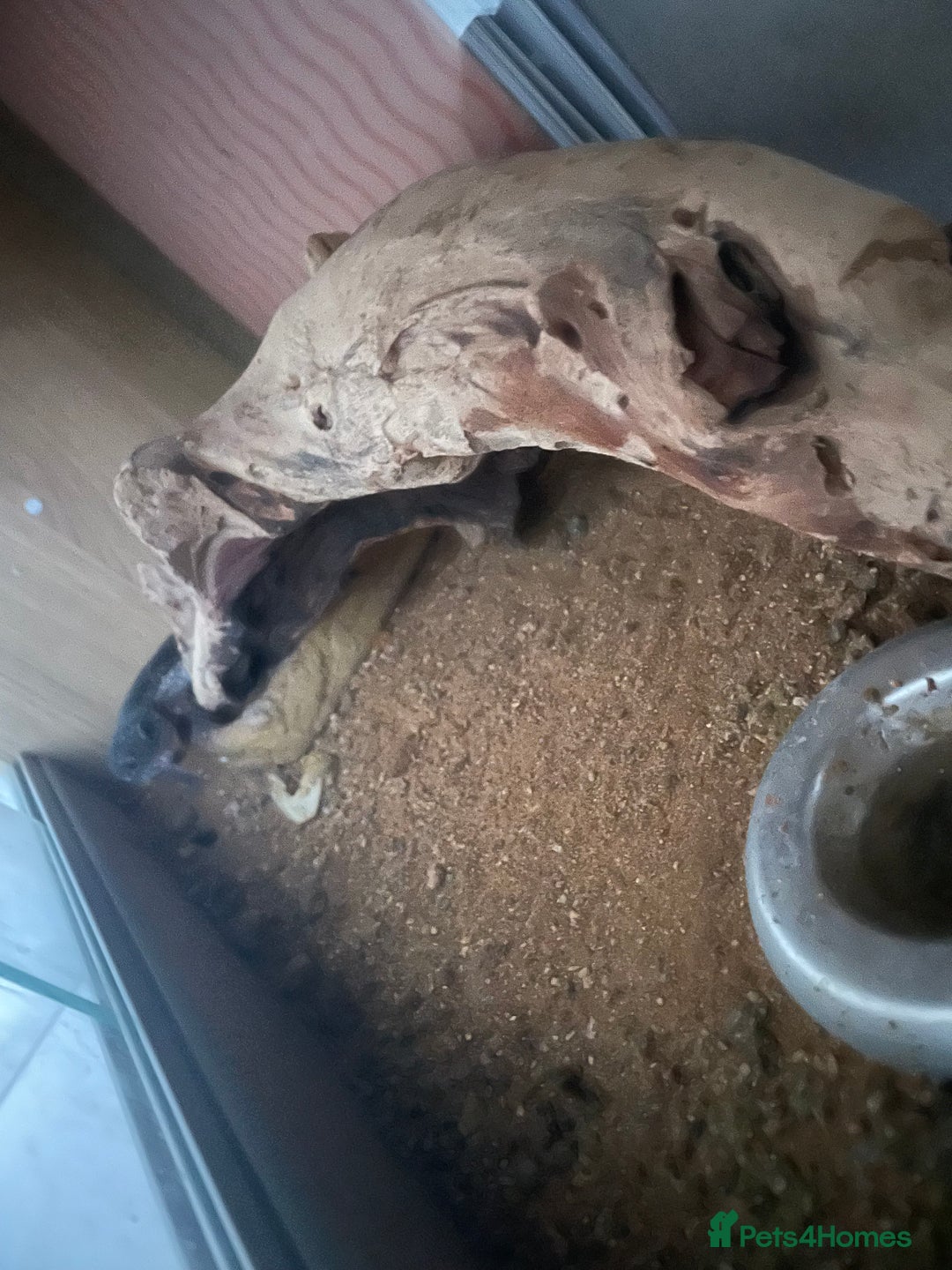 Gecko reptiles for sale: Geko Lizard Leopard   - Image 3