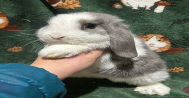 Mini Lop rabbits Beautiful Baby Mini Lops Ready Now  - Advert 7