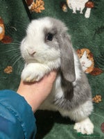 Mini Lop rabbits Beautiful Baby Mini Lops Ready Now - Advert 3