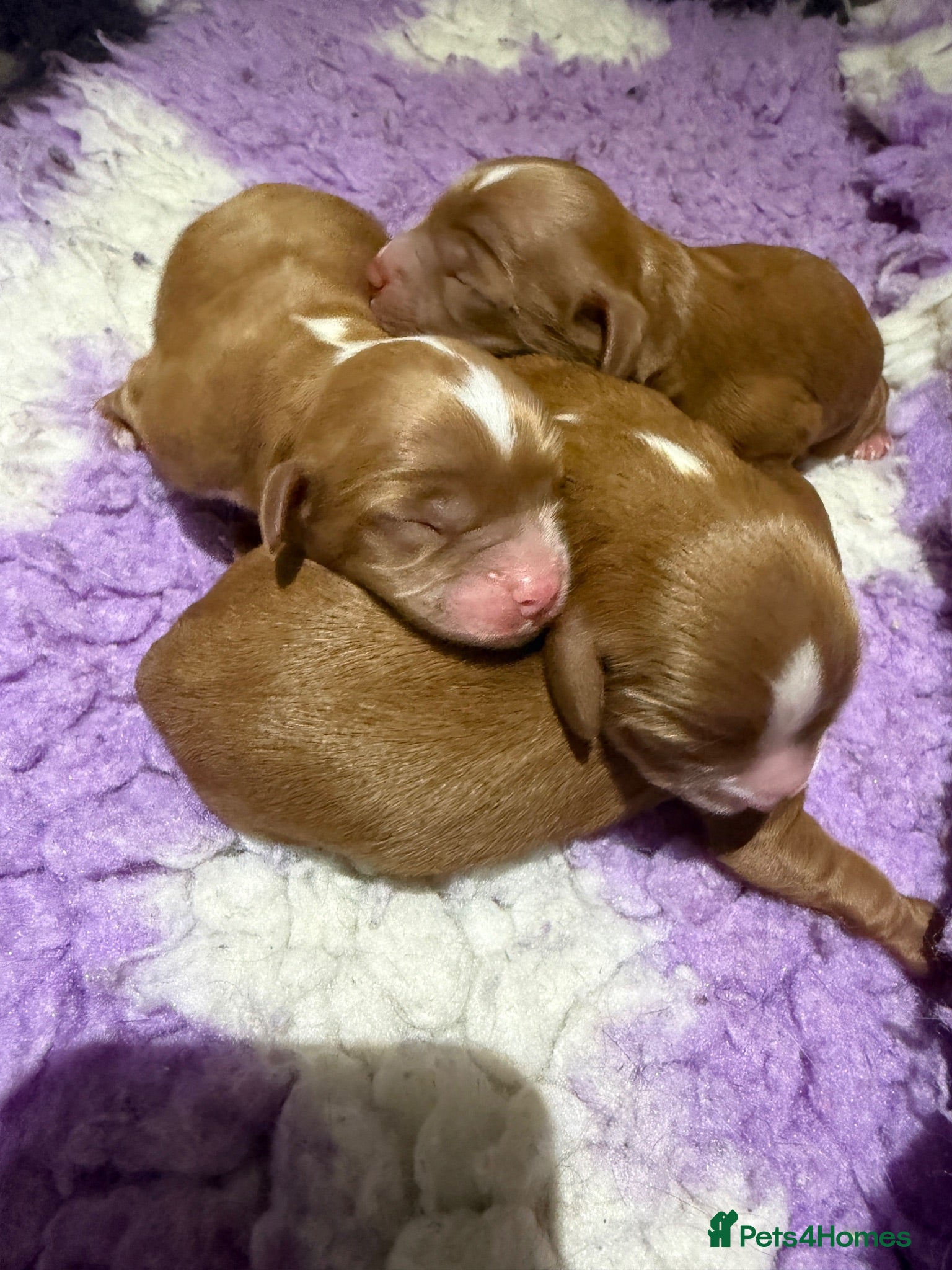 Cavapoo dogs Cavapoo f1 fully health tested, mum and dad here - Advert 1