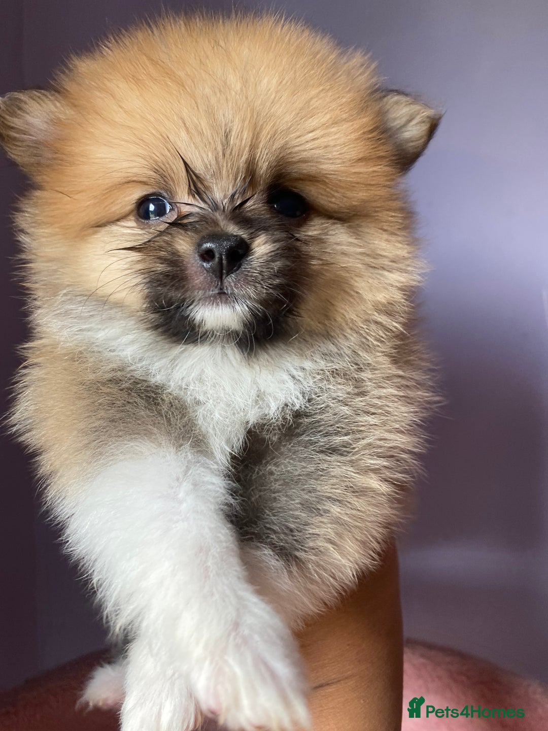 Pomeranian dogs for sale: Beautiful Russian bloodline Pomeranian puppies - Image 11