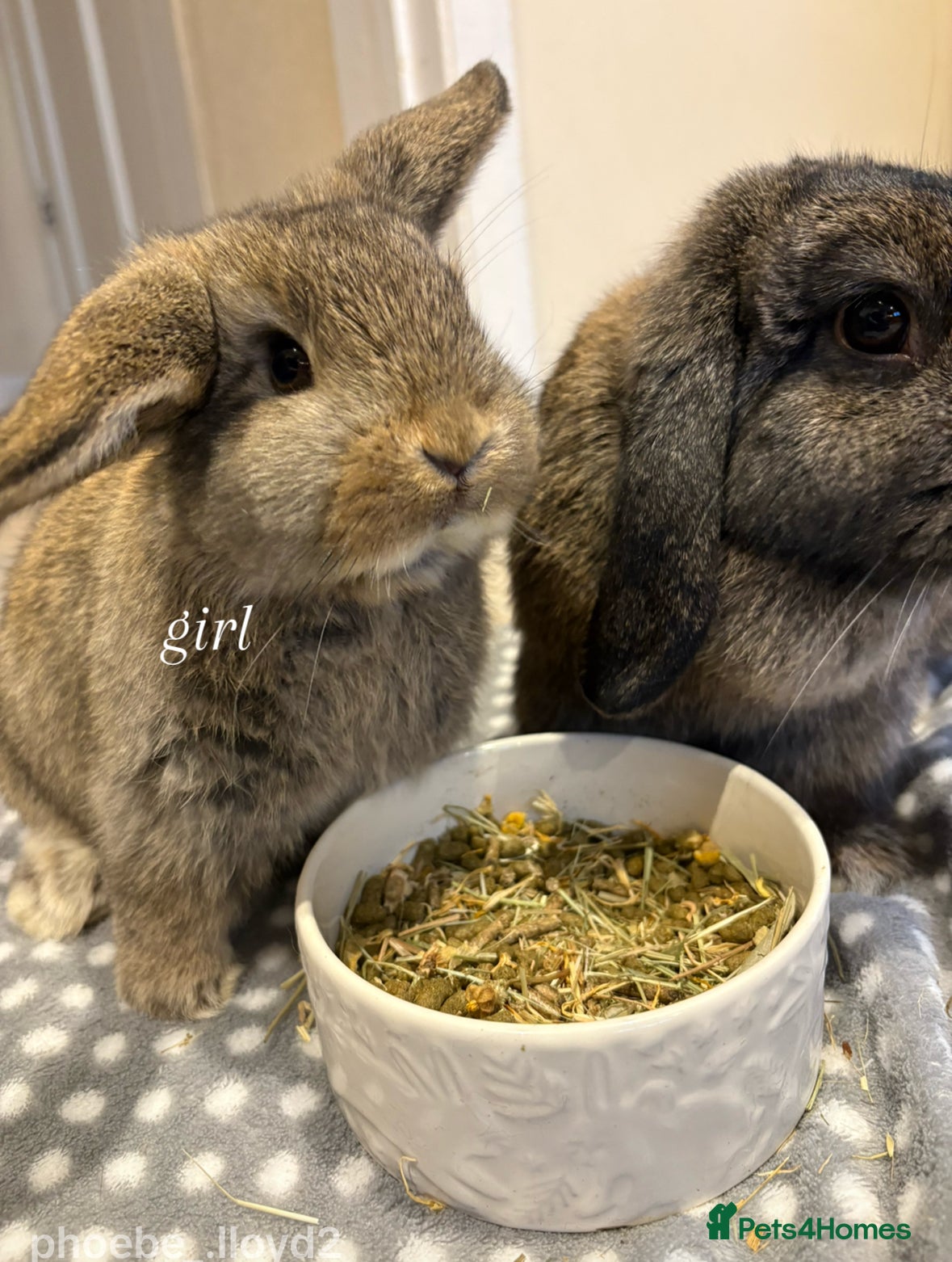 Mini Lop rabbits mini lops for sale  - Advert 1