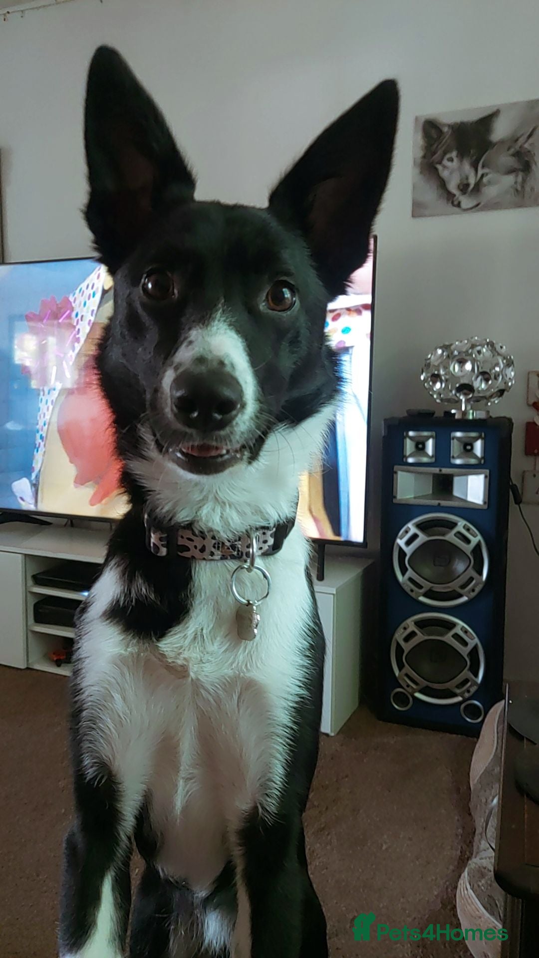 Border Collie dogs Harley  - Advert 15