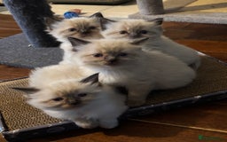 Ragdoll cats for sale: Beautiful ragdoll kittens for sale  - Advert 1