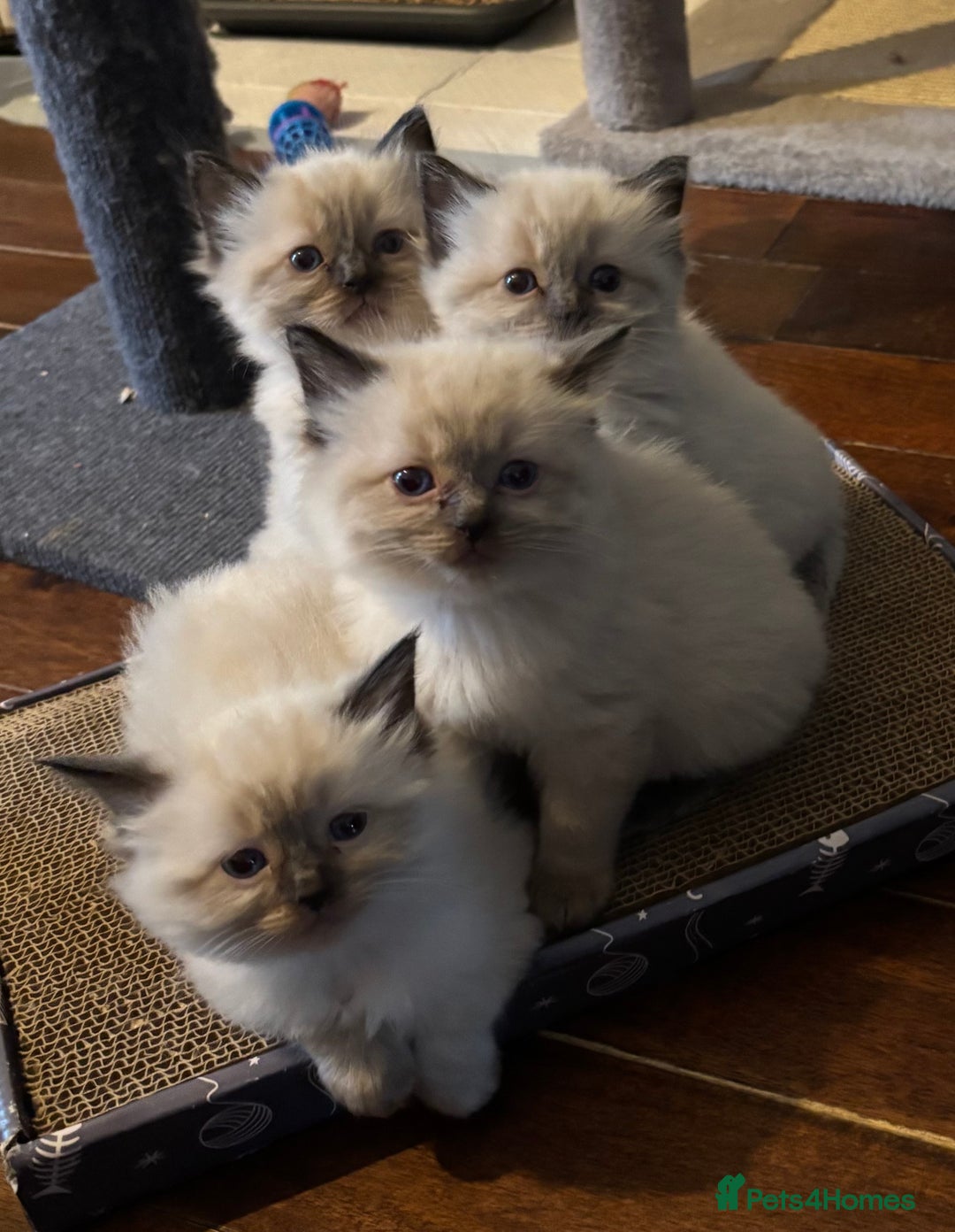 Ragdoll cats for sale: Beautiful ragdoll kittens for sale  - Advert 1