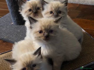 Ragdoll cats Beautiful ragdoll kittens for sale - Advert 5