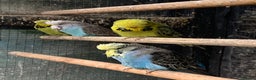 Budgerigars birds for sale: Exhibition style Budgies for sale - Advert 2