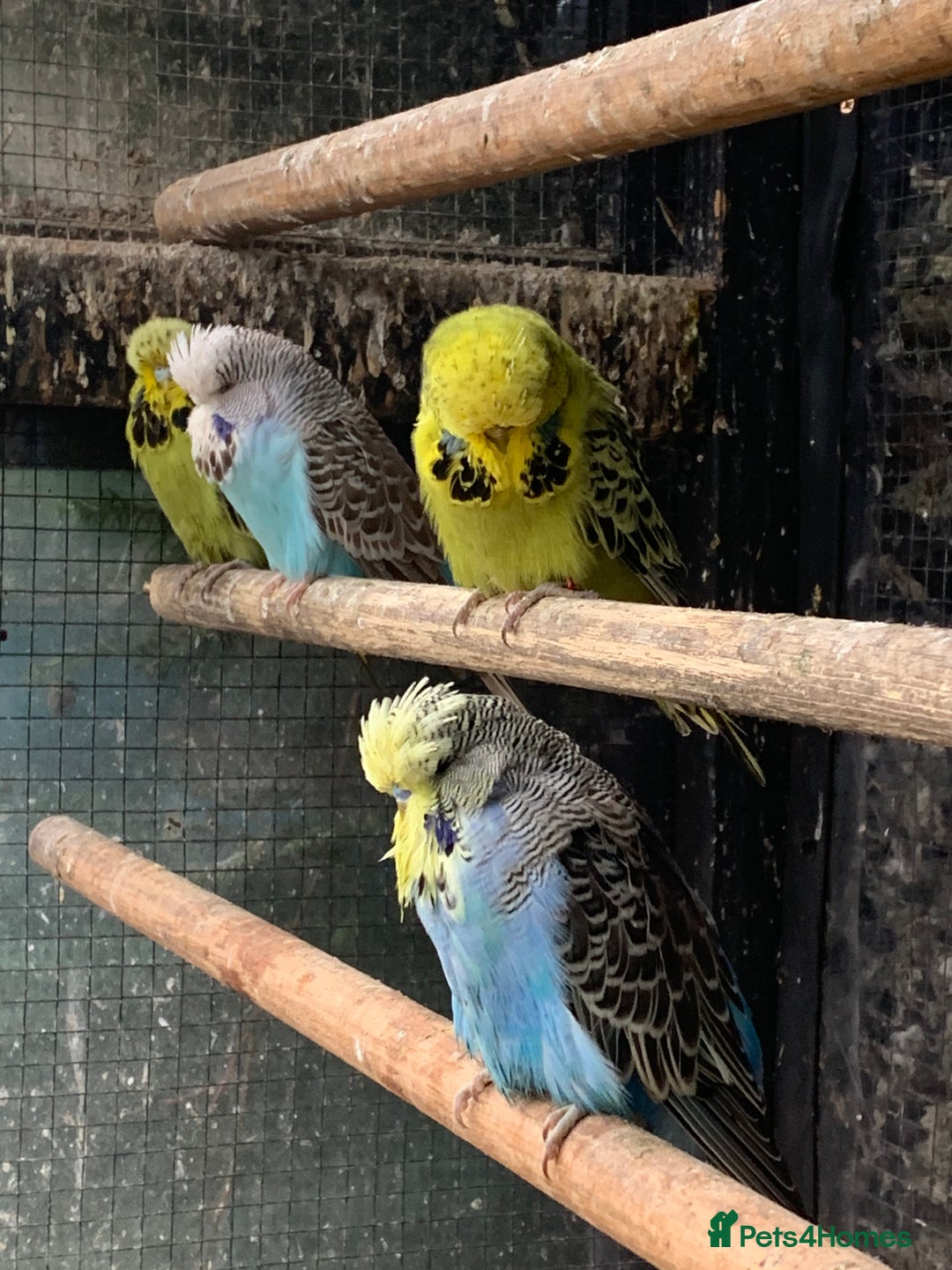 Budgerigars birds for sale: Exhibition style Budgies for sale - Image 2