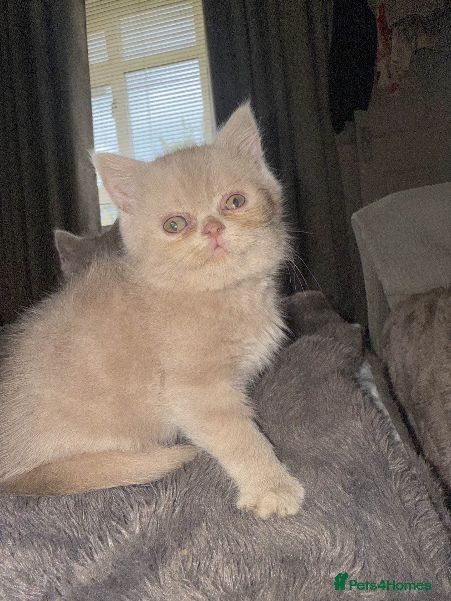 British Shorthair cats British short hair cinnamon carriers  - Advert 5