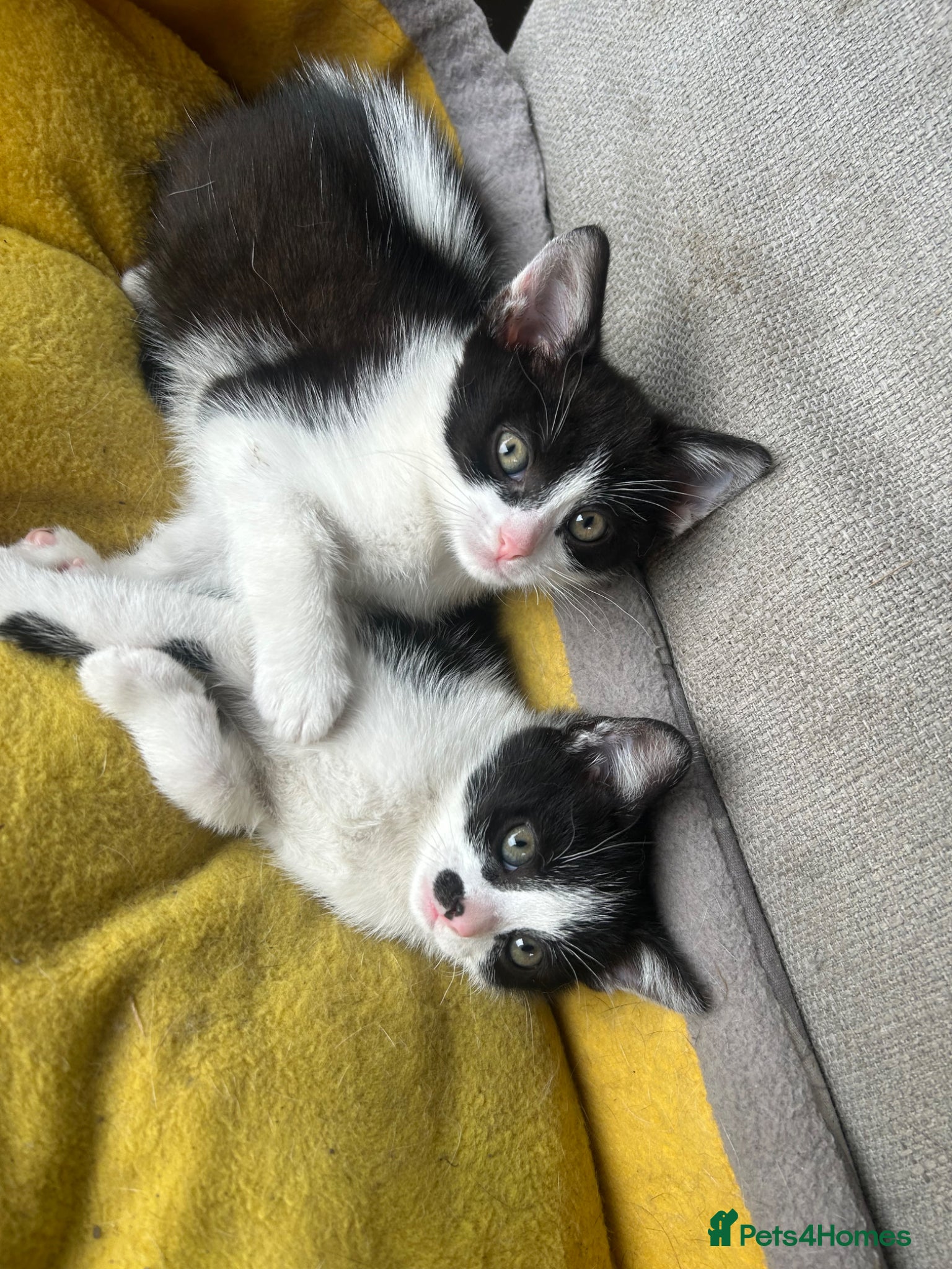 Mixed Breed cats for sale: Two cats❤️ in Wembley - Advert 4