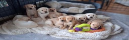 Labrador Retriever dogs for sale: Labrador puppies ready to leave. - Advert 1